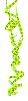 luftschlange3